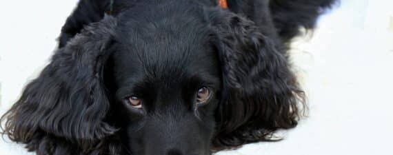 cocker spaniel
