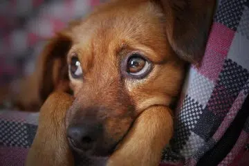 Comment bien soigner son chien ?