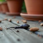 Crottes d'animal nocturne sur une terrasse en bois de jardin, gros plan montrant des déjections allongées près d'un pot en terre cuite