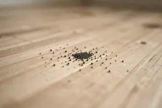 Gros plan sur de minuscules crottes noires sur un plancher en bois clair, permettant de distinguer leur forme et texture pour identifier leur origine