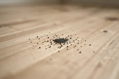 Gros plan sur de minuscules crottes noires sur un plancher en bois clair, permettant de distinguer leur forme et texture pour identifier leur origine