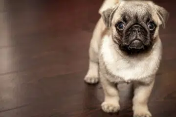 Alimentation : comment nourrir de votre chien ?