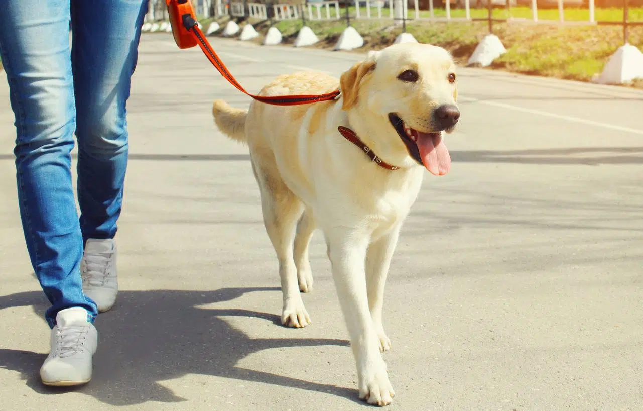 éduquer chien animal de compagnie