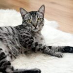 favoriser l'épanouissement de votre chat 1