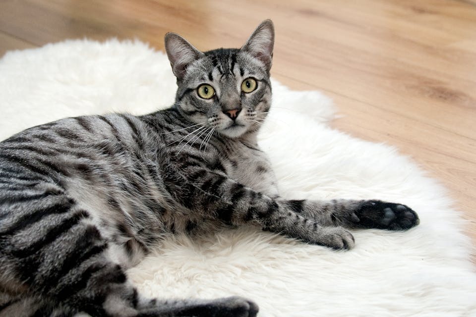 favoriser l'épanouissement de votre chat 1