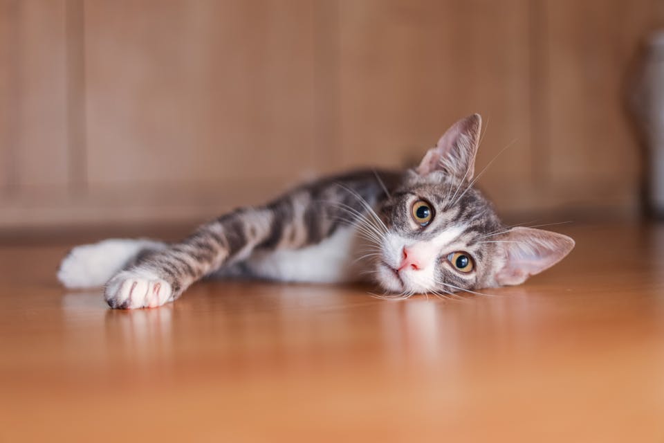 favoriser l'épanouissement de votre chat 2