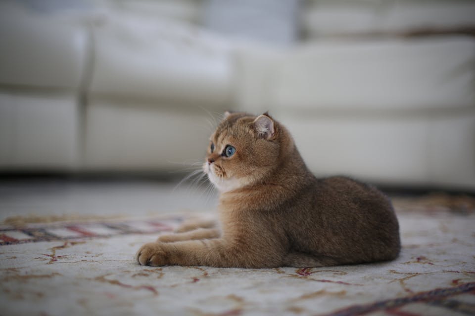 favoriser l'épanouissement de votre chat 3