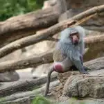 Le singe cul rouge : découvrez cette espèce méconnue !