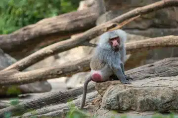 Le singe cul rouge : découvrez cette espèce méconnue !