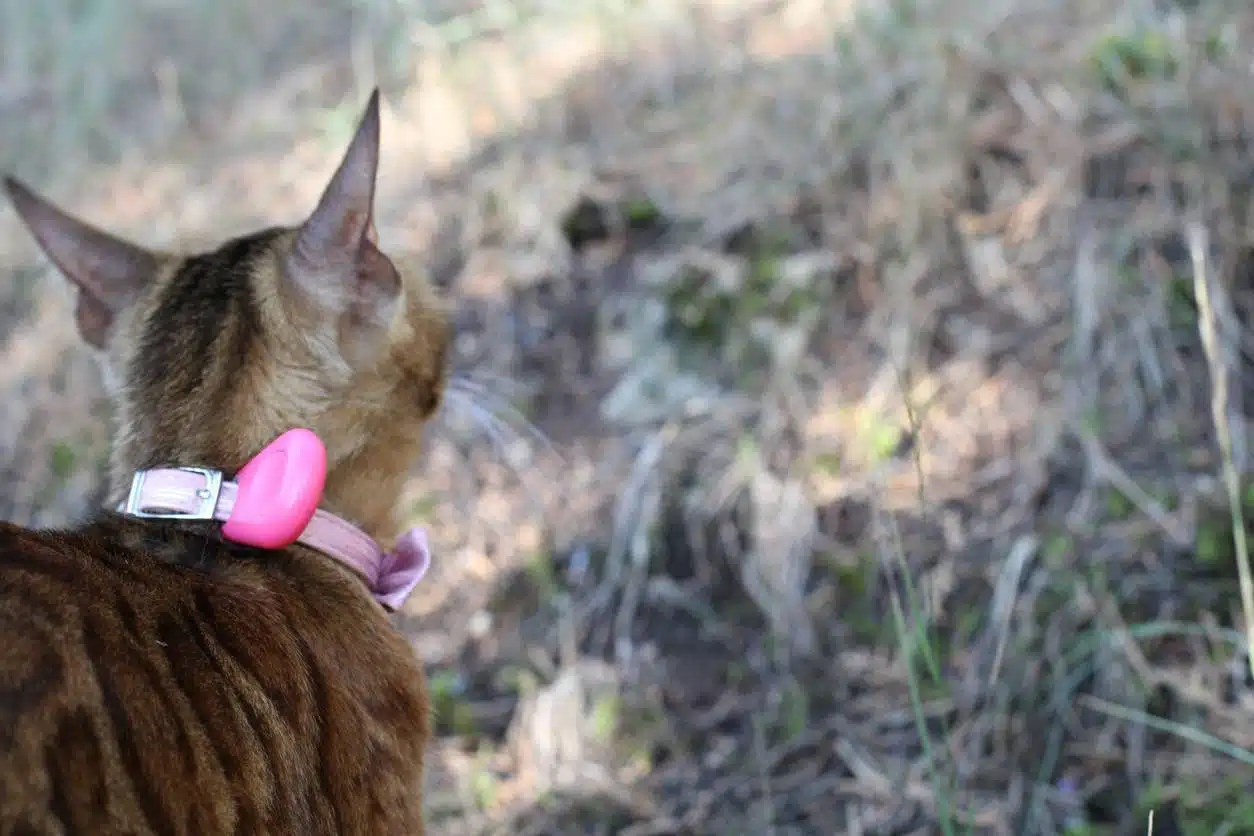 collier GPS pour chat