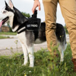 Harnais anti-traction : quand l’envisager pour son chien