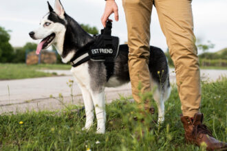 Harnais anti-traction : quand l’envisager pour son chien