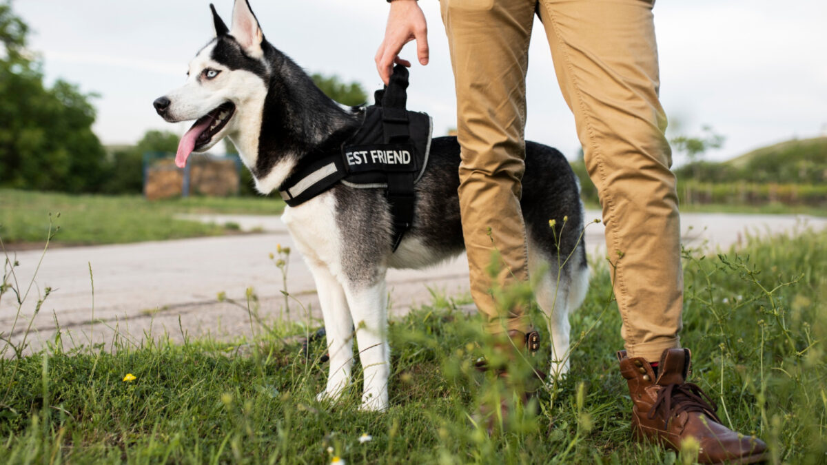 Harnais anti-traction : quand l’envisager pour son chien