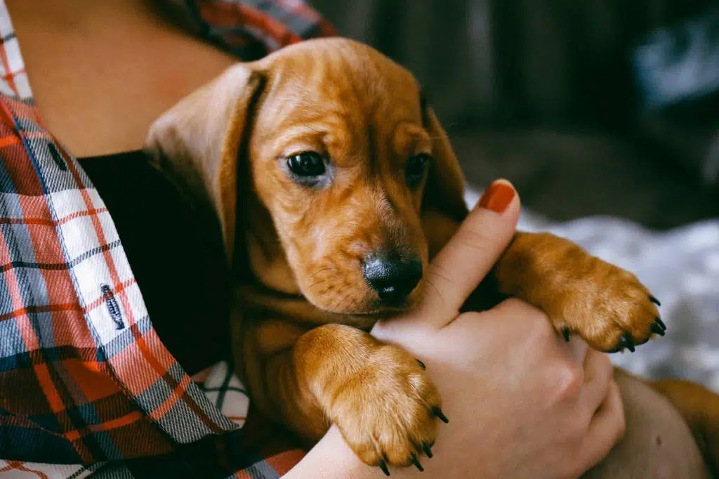 adoption de chien, éleveur naisseur professionnel