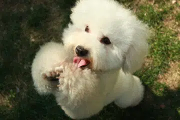La toilette du chien Bichon Maltais