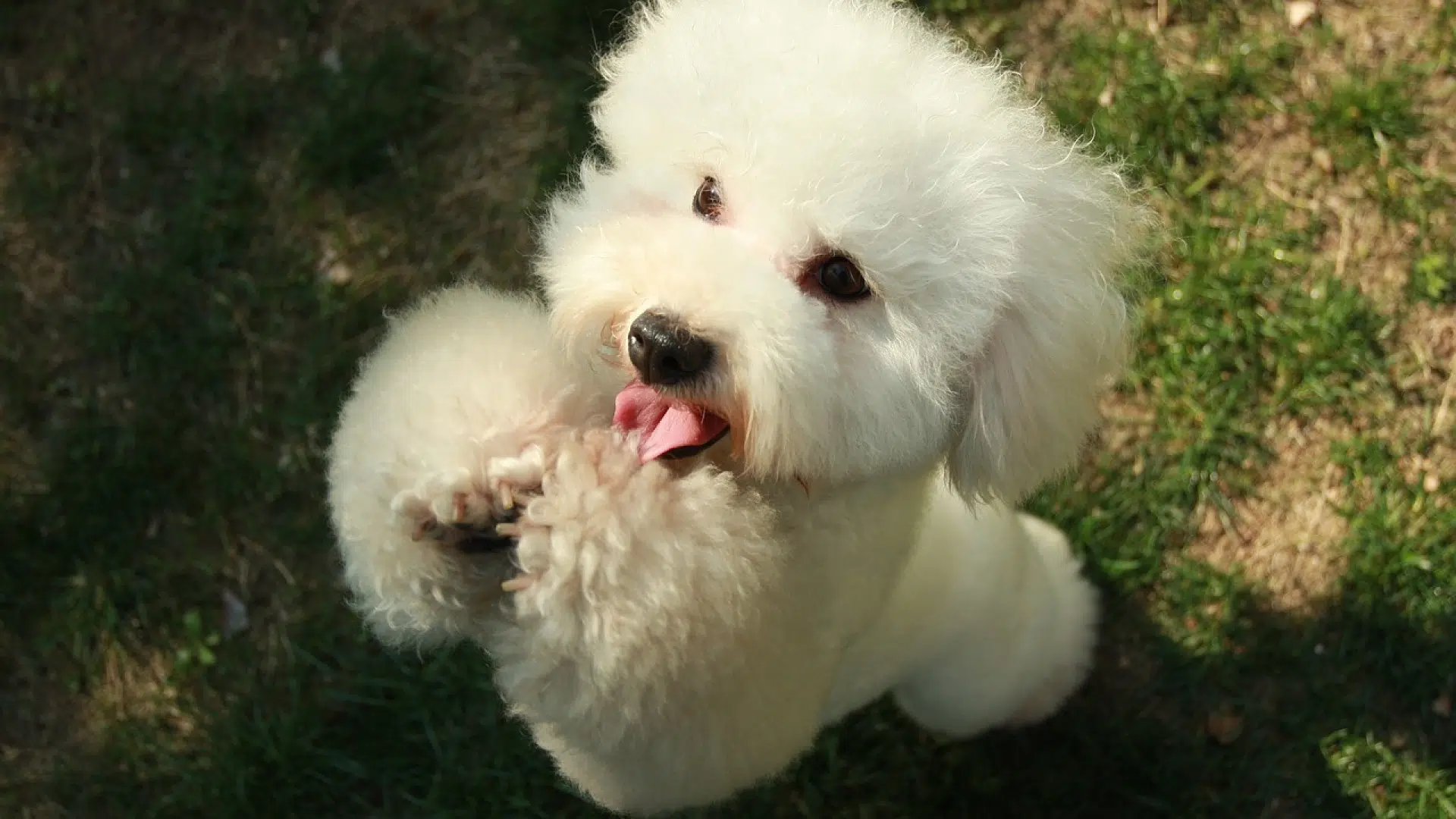 La toilette du chien Bichon Maltais