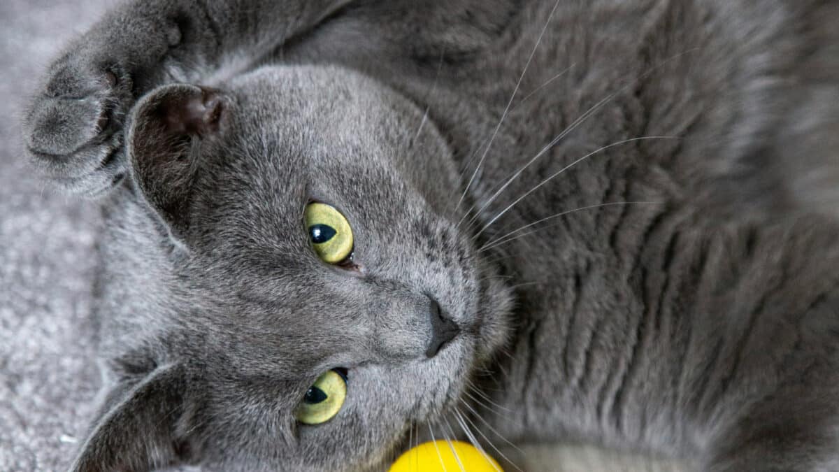 L'importance du jeu et des balles pour les chats...