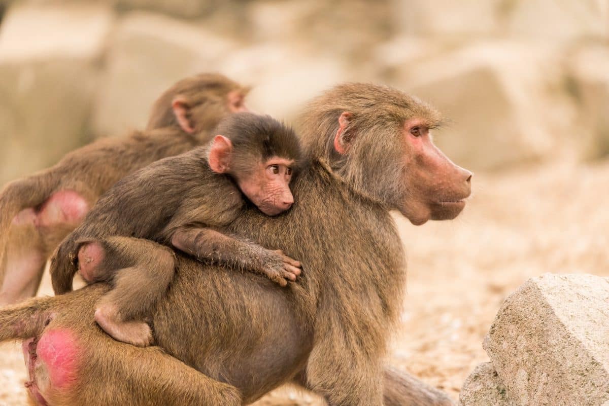 Le singe cul rouge : découvrez cette espèce méconnue !
