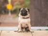 Un chien