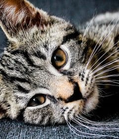 Pourquoi installer un arbre à chat mural ?