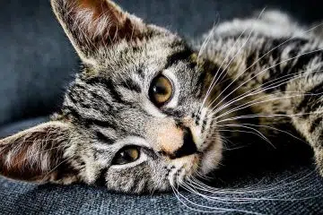 Pourquoi installer un arbre à chat mural ?