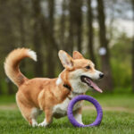 Produits de qualité pour chiens : pourquoi cela fait toute la différence ?