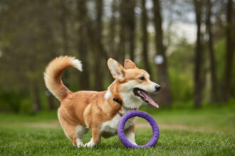 Produits de qualité pour chiens : pourquoi cela fait toute la différence ?