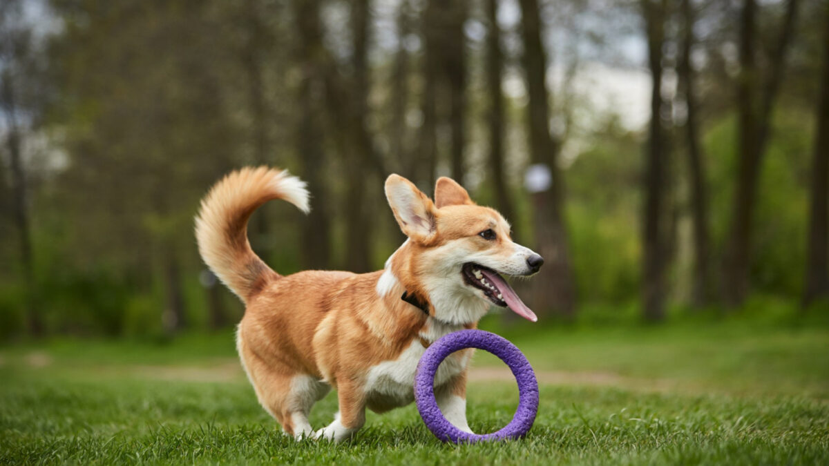 Produits de qualité pour chiens : pourquoi cela fait toute la différence ?