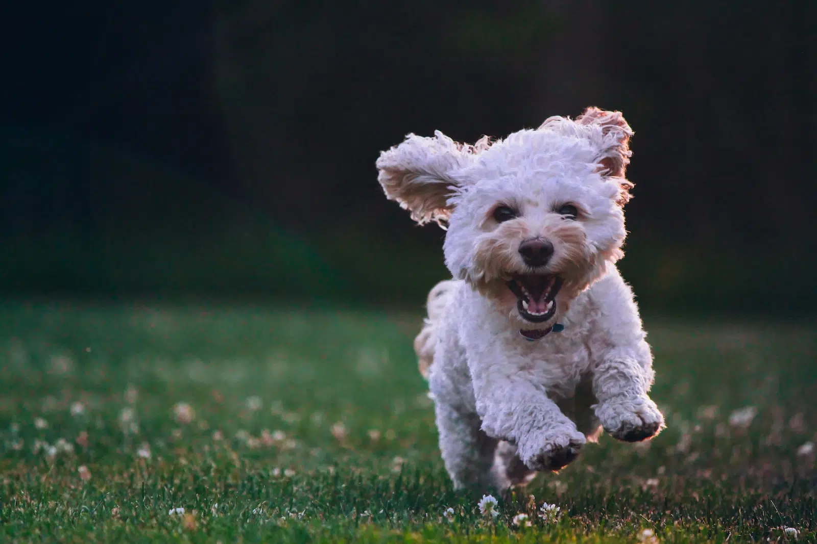 Comment faire une pension canine ?