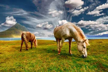 Quelle alimentation donner aux chevaux ?