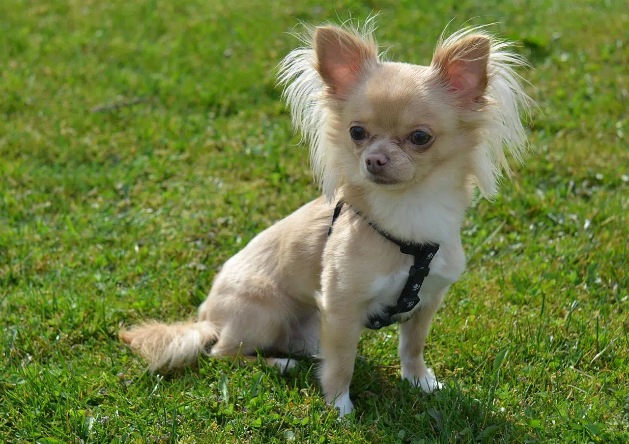savoir sur la race de chien le Chihuahua
