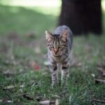 sécurité de votre chat pendant une balade 1