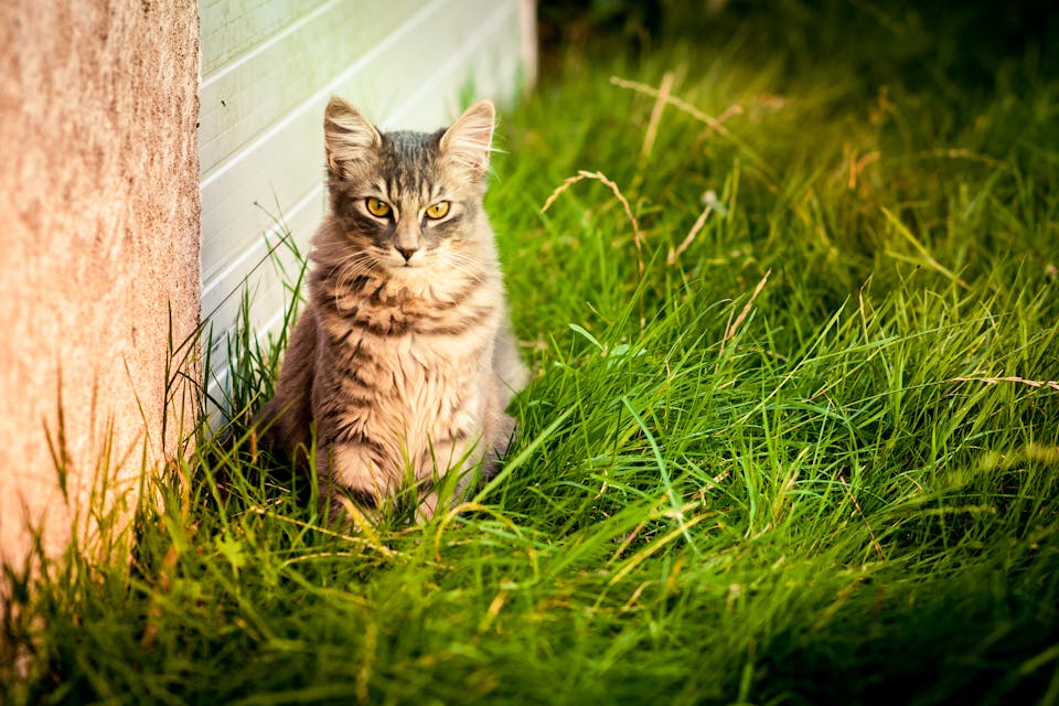 sécurité de votre chat pendant une balade 2