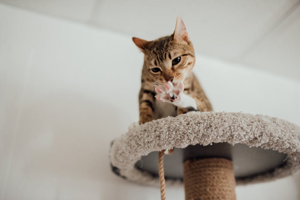 sécurité de votre chat pendant une balade 4