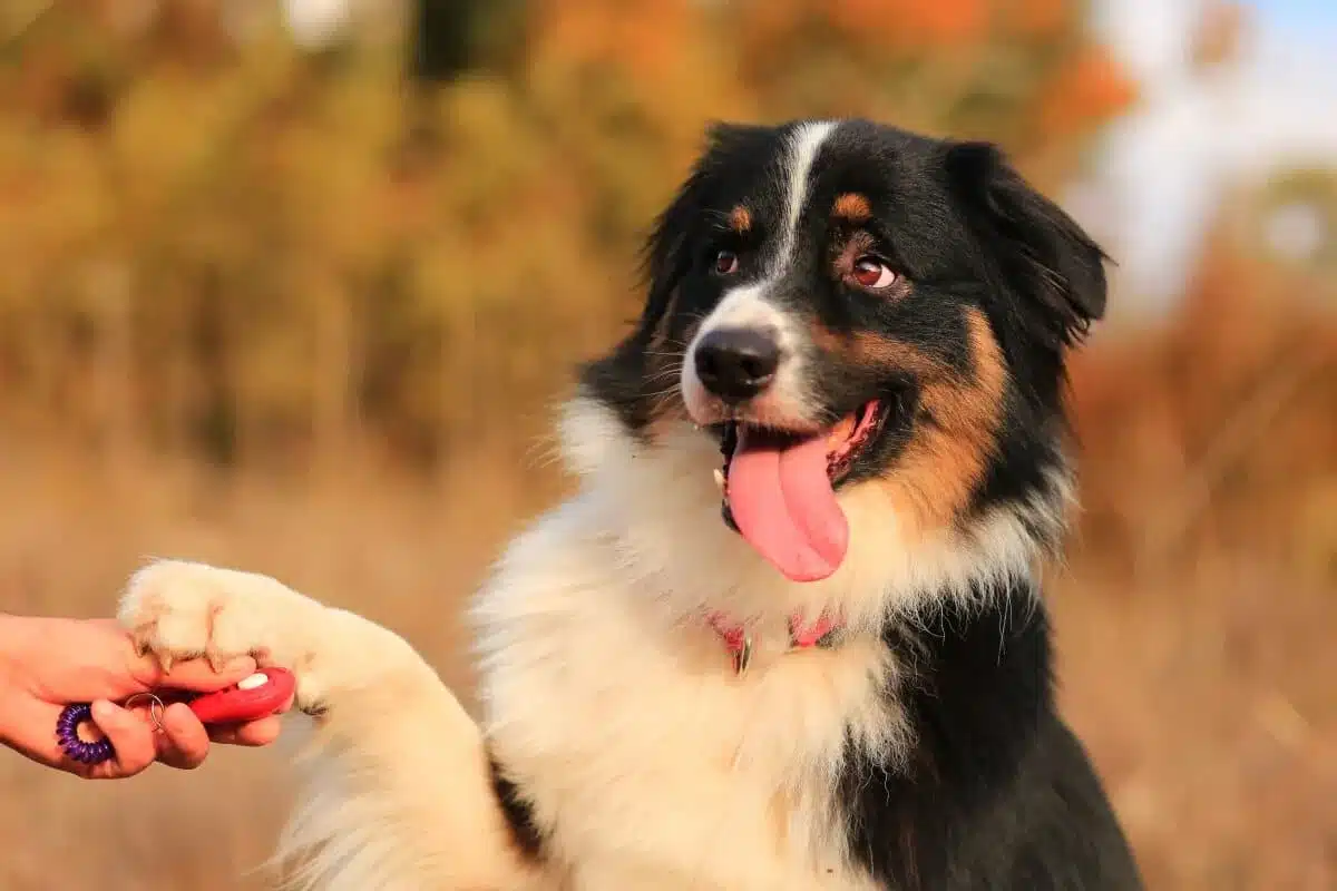 Entraînement des chiens