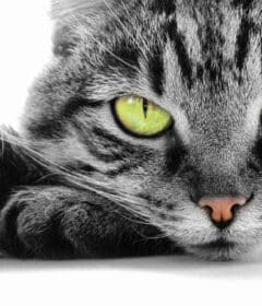 telepathie animaux chat