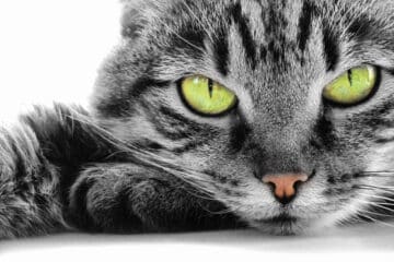 telepathie animaux chat