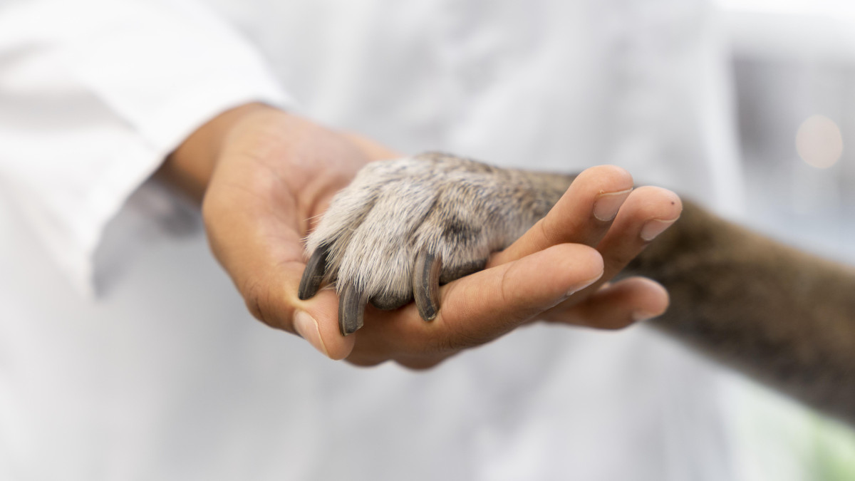Un vétérinaire tient la patte d'un chien dans sa main.