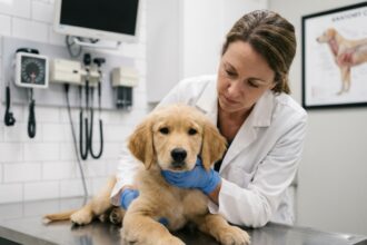 Vétérinaire examinant un chiot golden retriever sur une table d'examen en acier inoxydable dans une clinique vétérinaire moderne