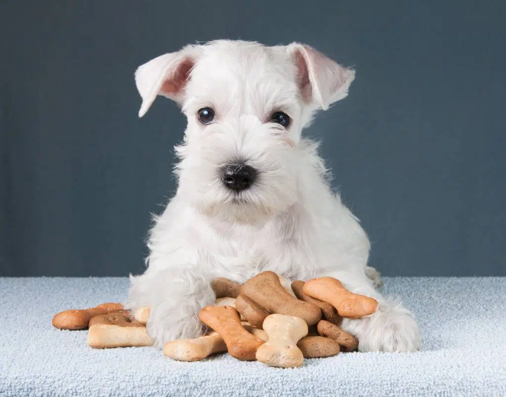 croquettes pour les chiens