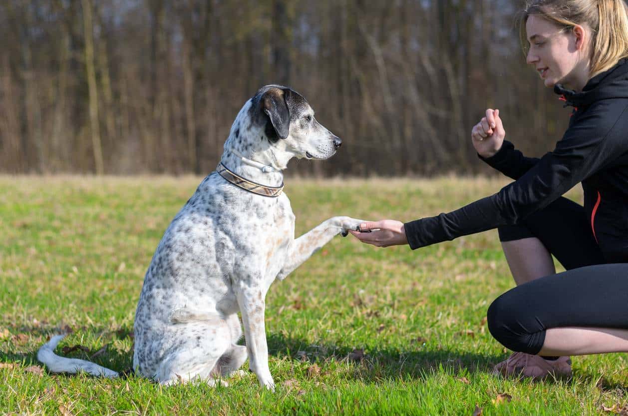 éducation canine, éduquer son chien