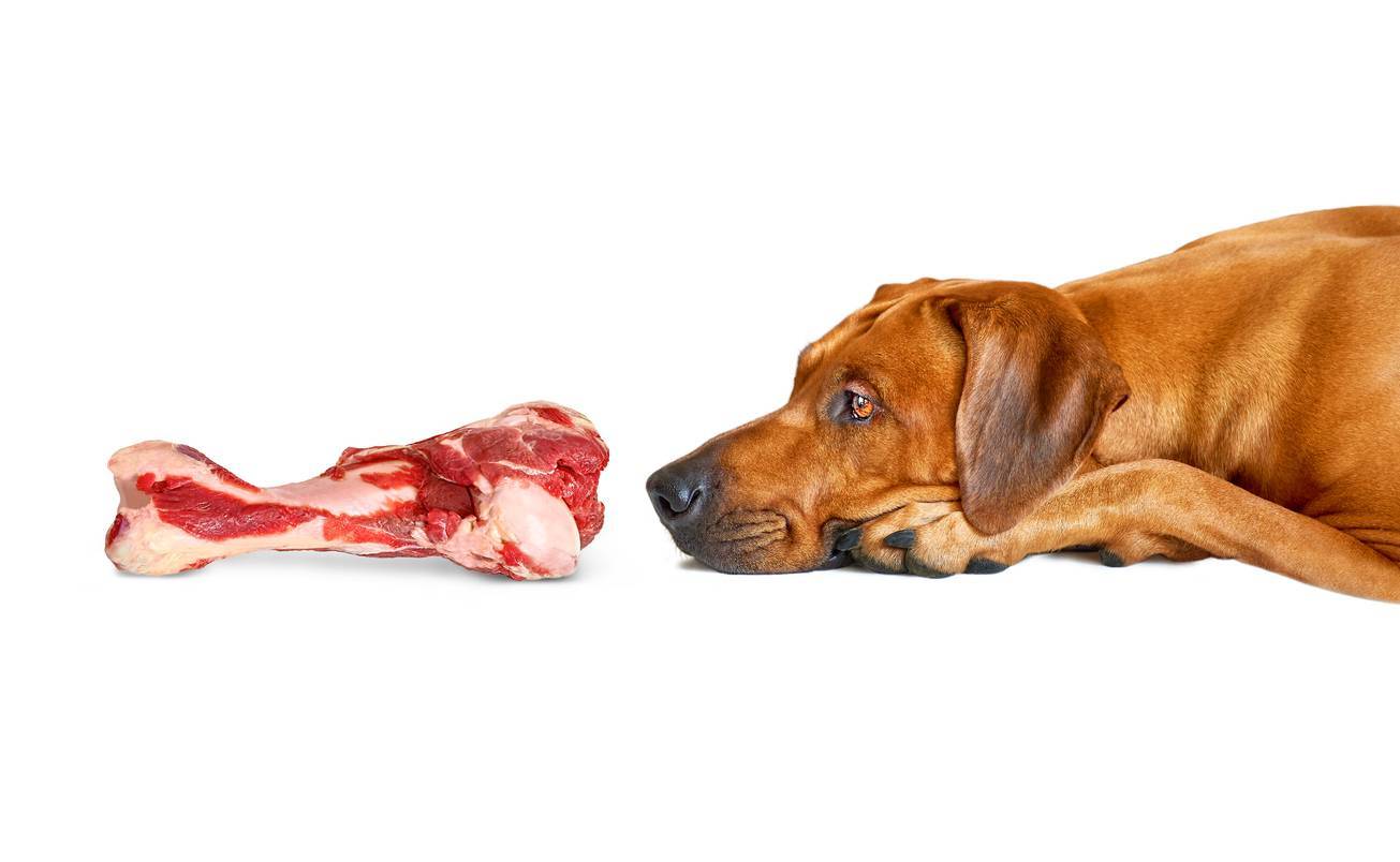 viande crue pour chien